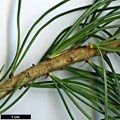 SpeciesSub: var. pentaphylla